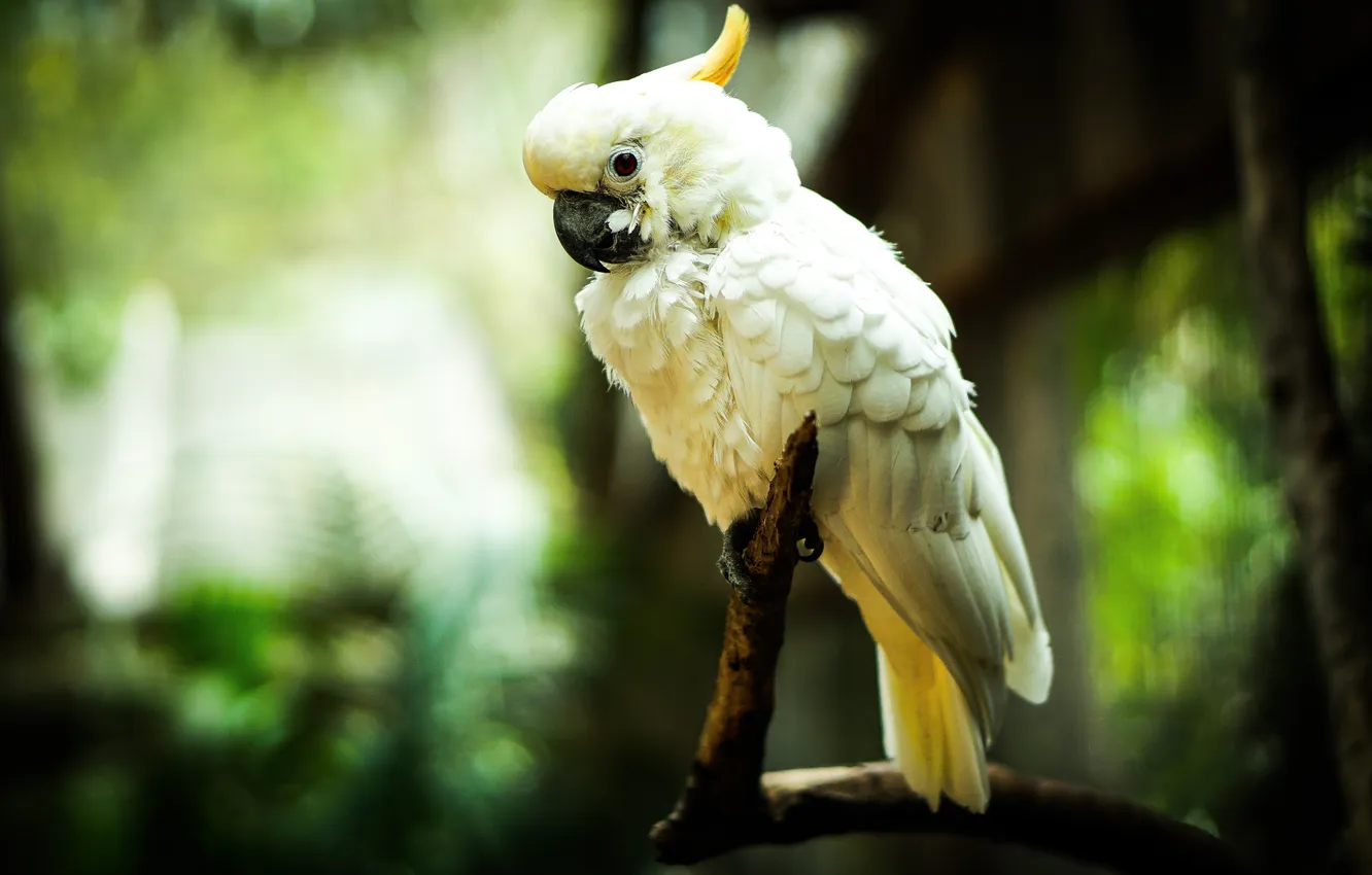 Photo wallpaper bird, Ara, cockatoo, white parrot