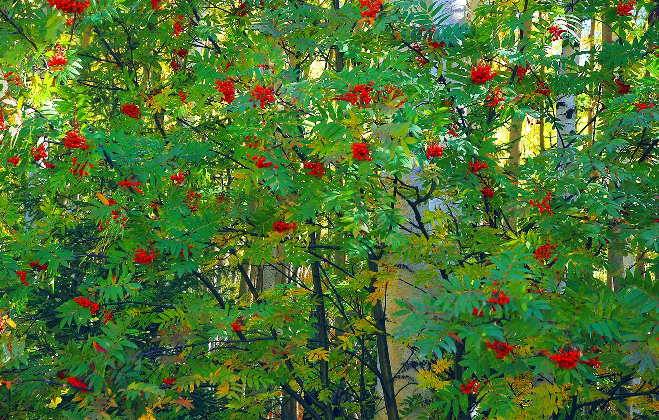 Photo wallpaper leaves, trees, berries, bunch, birch, Rowan