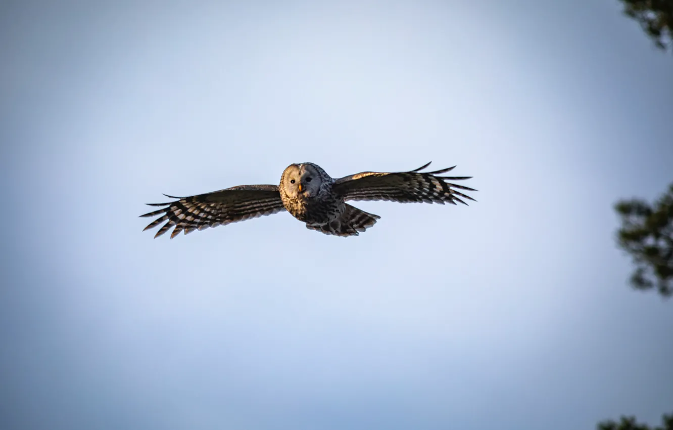 Photo wallpaper Owl, Flying, Bird, Animal, Erik Karits