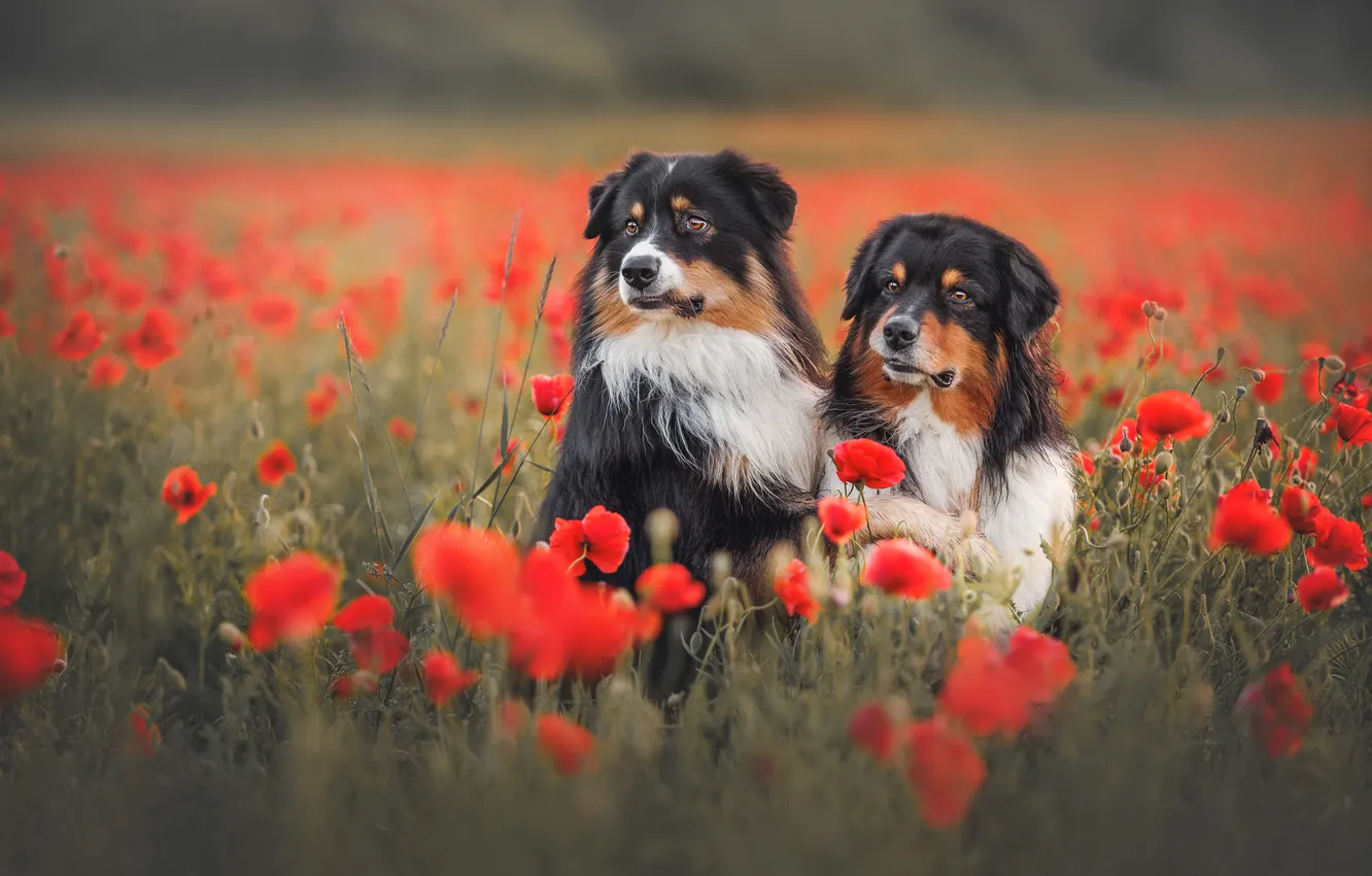 Photo wallpaper flowers, Maki, dog, a couple, Australian shepherd, Aussie, poppy field, Yana Narbutovich