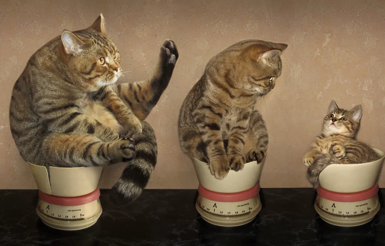Photo wallpaper cat, cat, Libra, family, weight, chubby