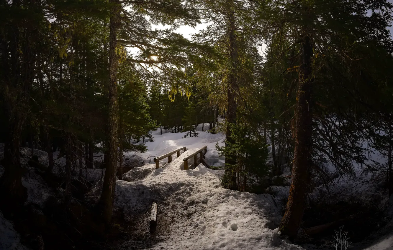 Photo wallpaper winter, forest, snow