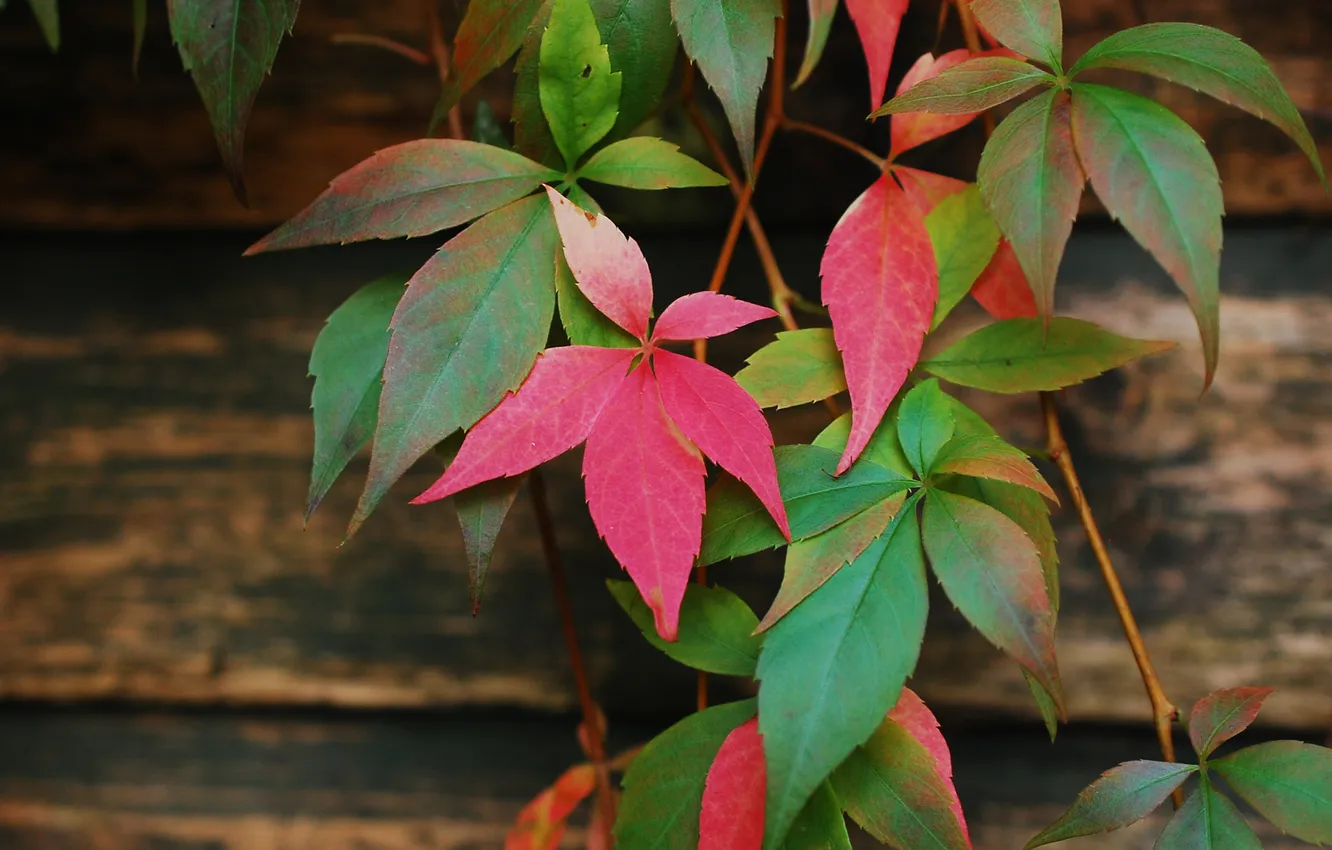 Photo wallpaper leaves, branches, the dark background, Board, vines, the crimson, parthenocissus