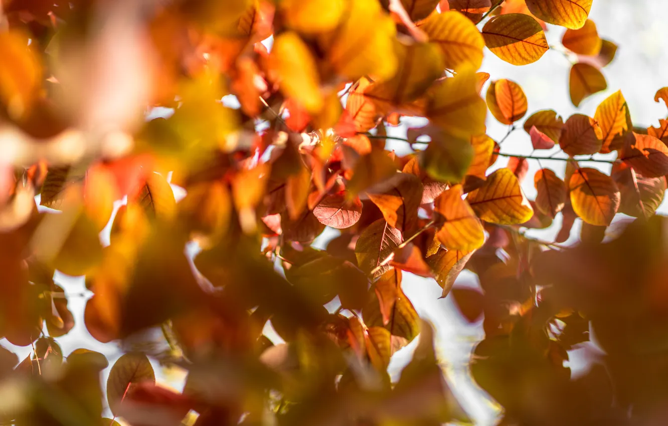 Photo wallpaper autumn, leaves, light, orange, branches, foliage, bright, blur