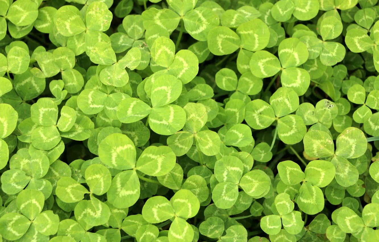 Photo wallpaper greens, leaves, macro, a lot