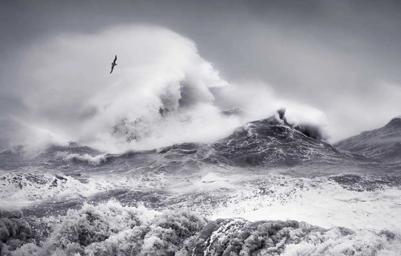 Photo wallpaper sea, wave, the sky, squirt, clouds, storm, bird, wave