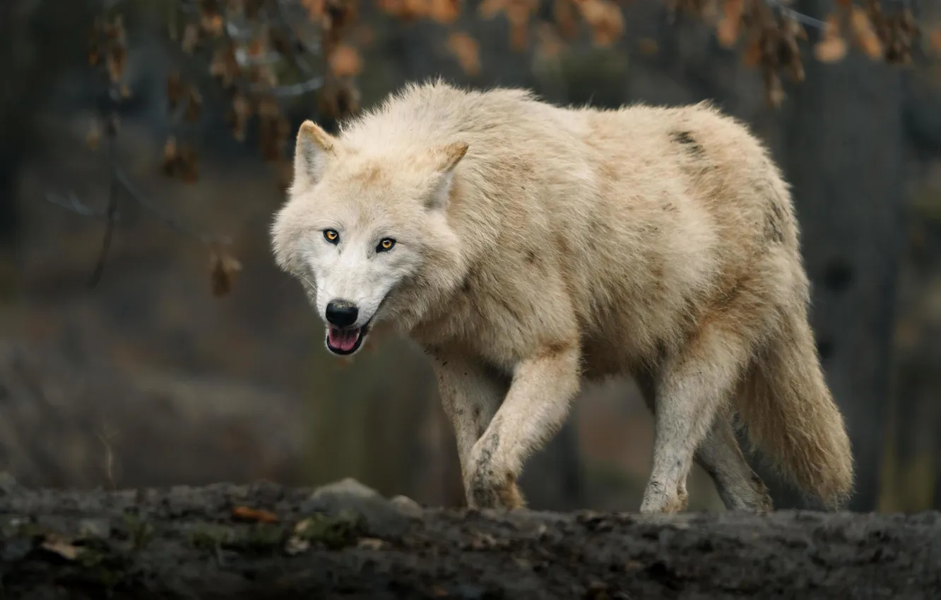 Photo wallpaper nature, Gray Wolf, face, animal, wolf, canis lupus, wildlife, head