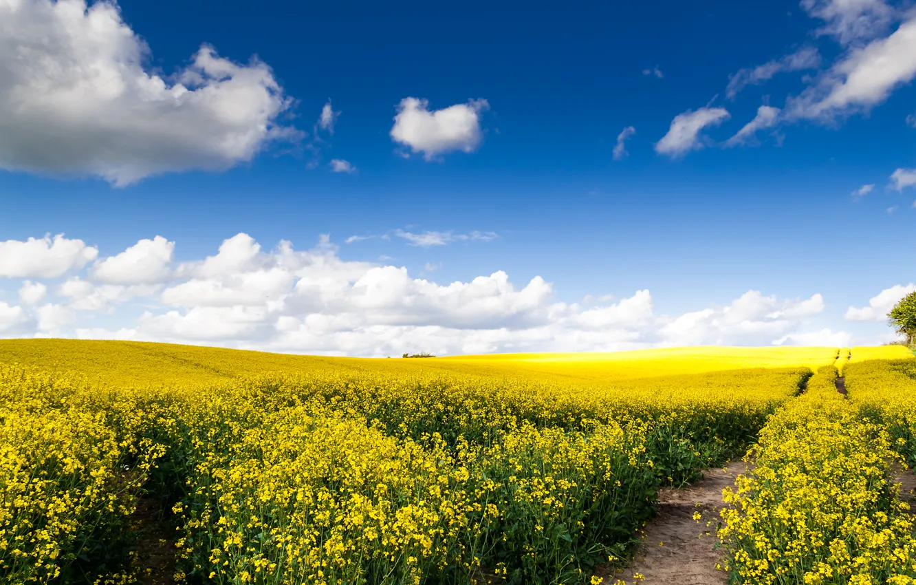 Photo wallpaper road, field, clouds, nature, expanse, rape