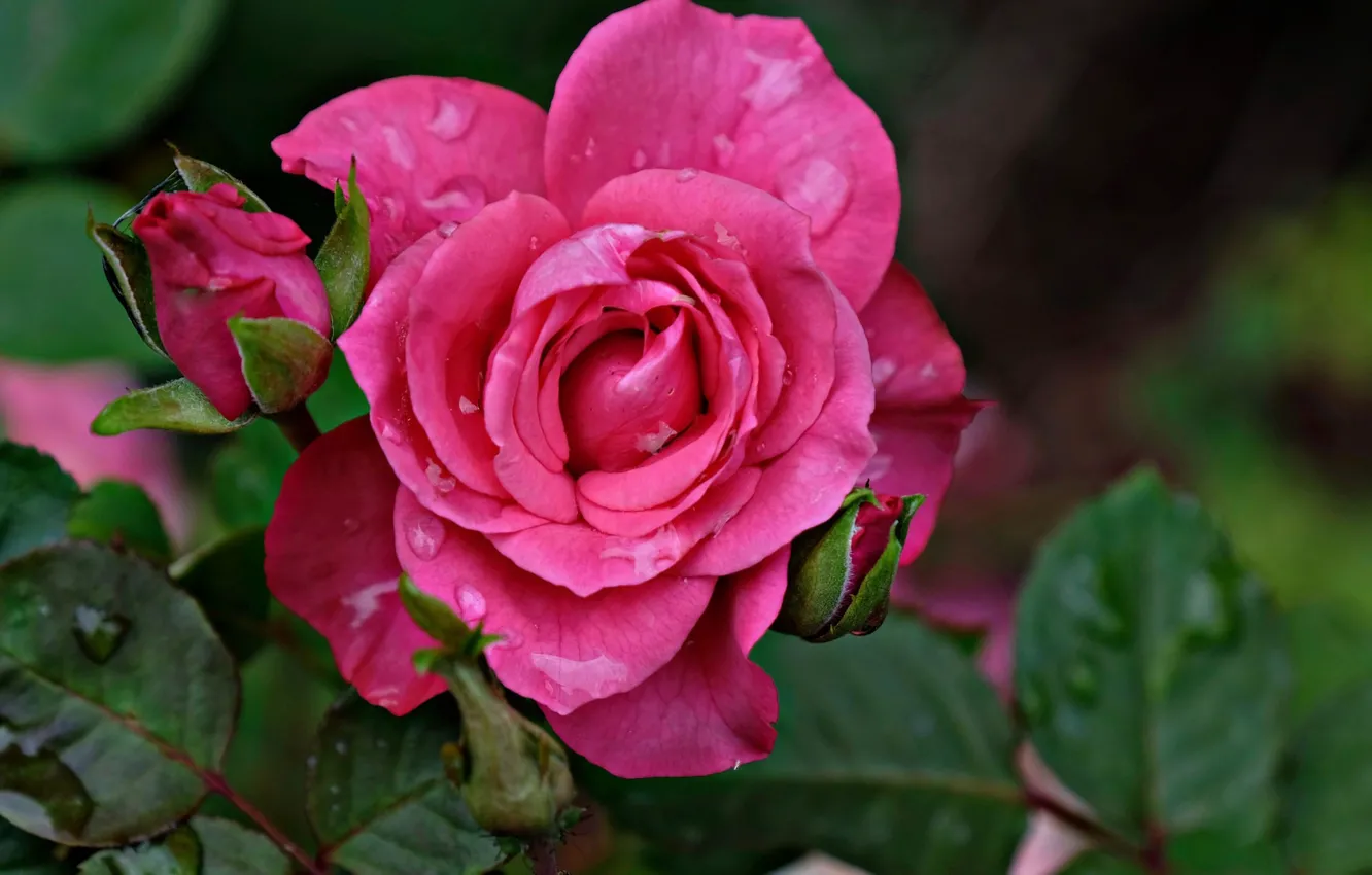 Photo wallpaper flower, drops, Rosa, rose, Bud, flowering