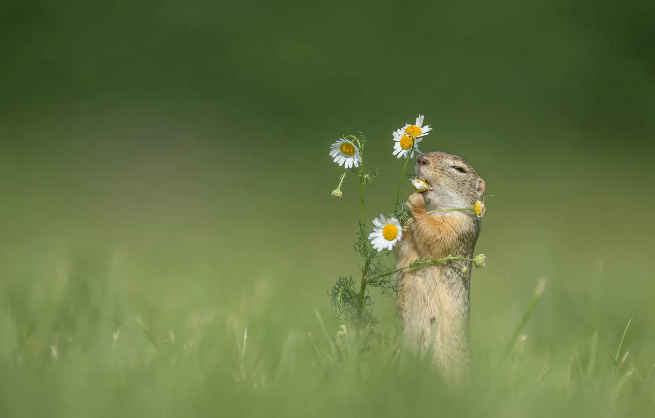 Photo wallpaper grass, flowers, background, chamomile, gopher, rodent