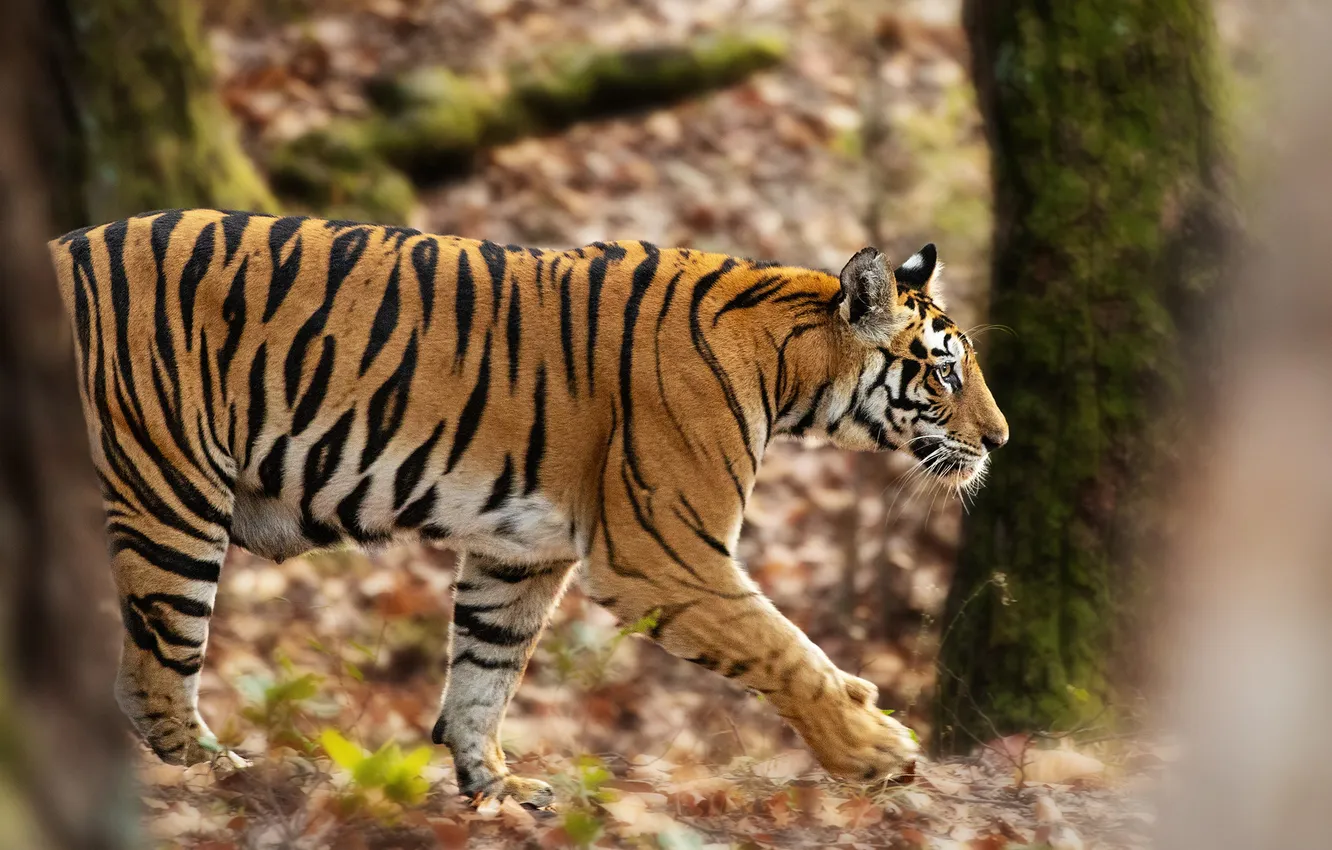 Photo wallpaper forest, trees, tiger, profile, walk, sneaks, bokeh
