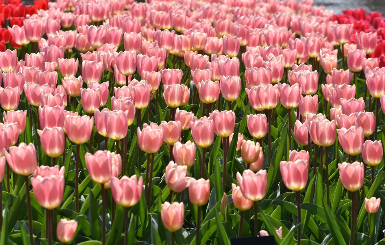 Photo wallpaper tulips, pink, a lot