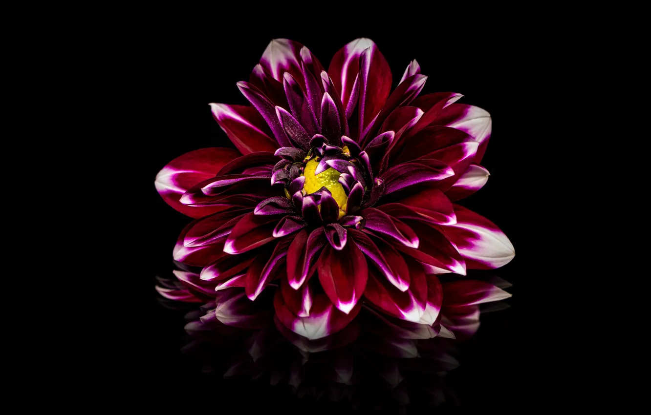 Photo wallpaper flower, reflection, black background, red, Dahlia, raspberry, Burgundy