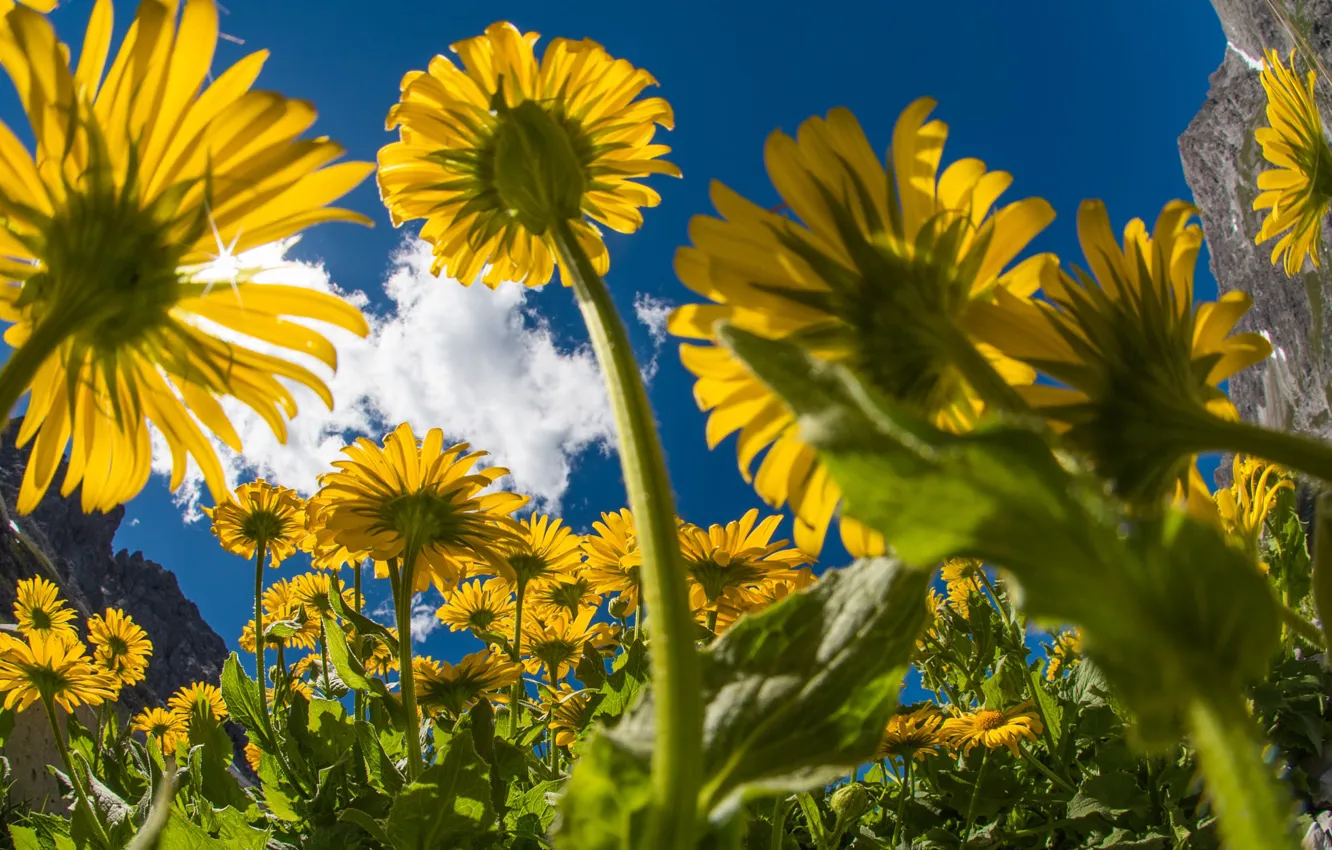 Photo wallpaper the sun, flowers, yellow