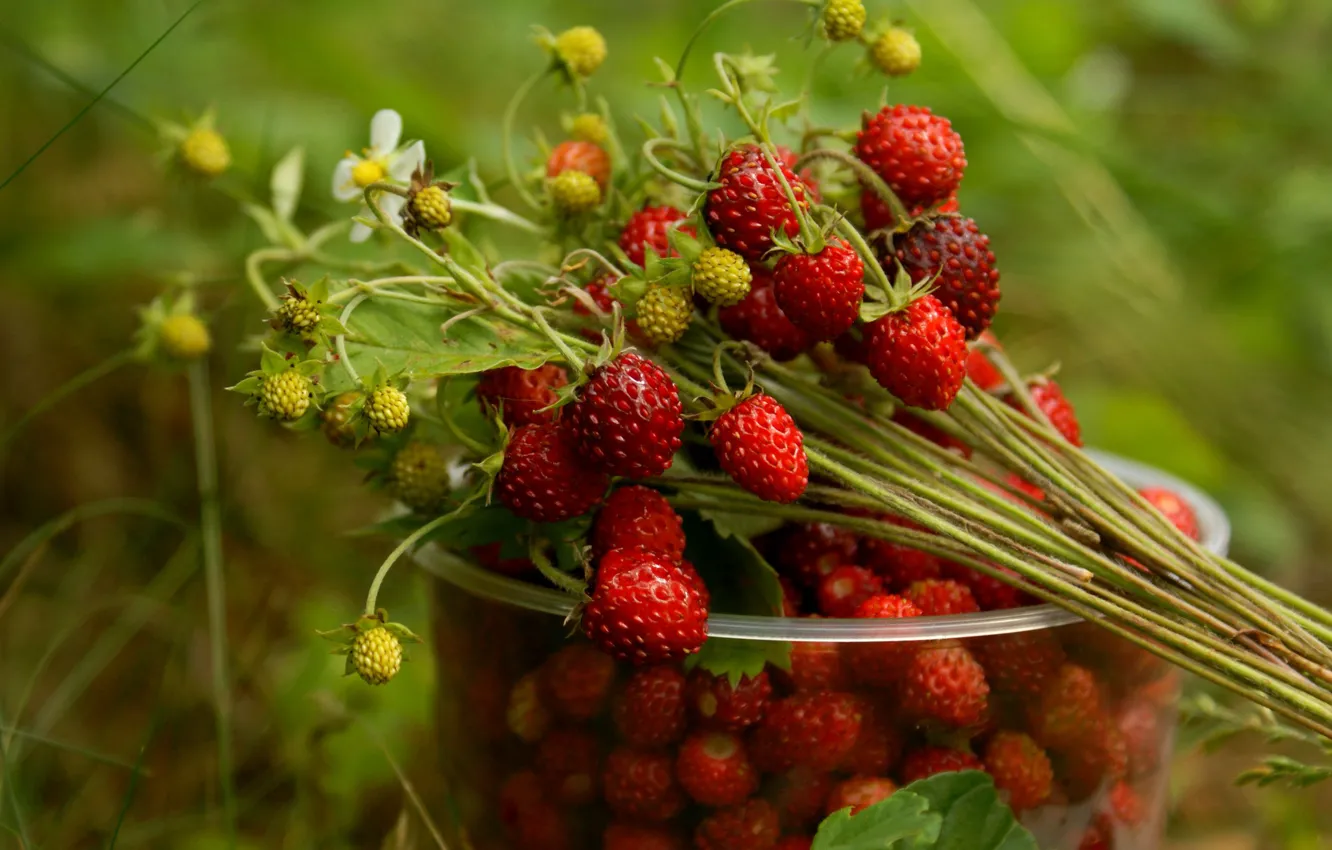 Photo wallpaper glass, berries, strawberries