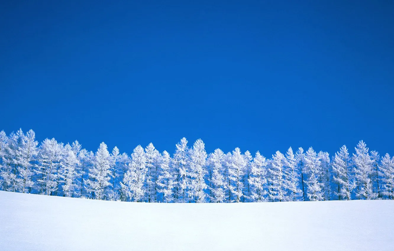 Photo wallpaper trees, Winter, minimalism