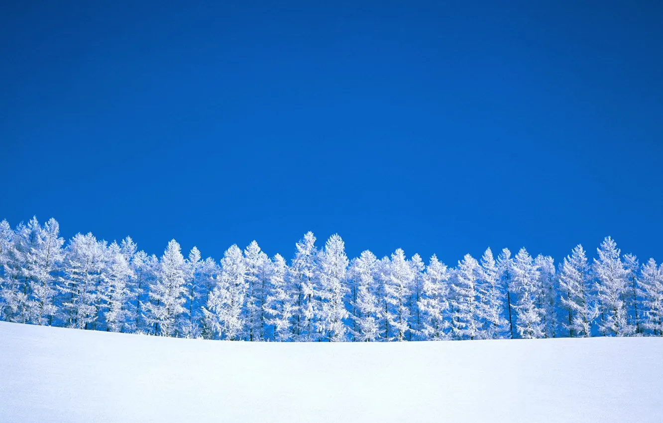 Photo wallpaper winter, trees, minimalism