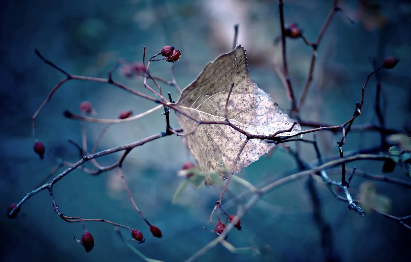 Photo wallpaper leaves, macro, nature