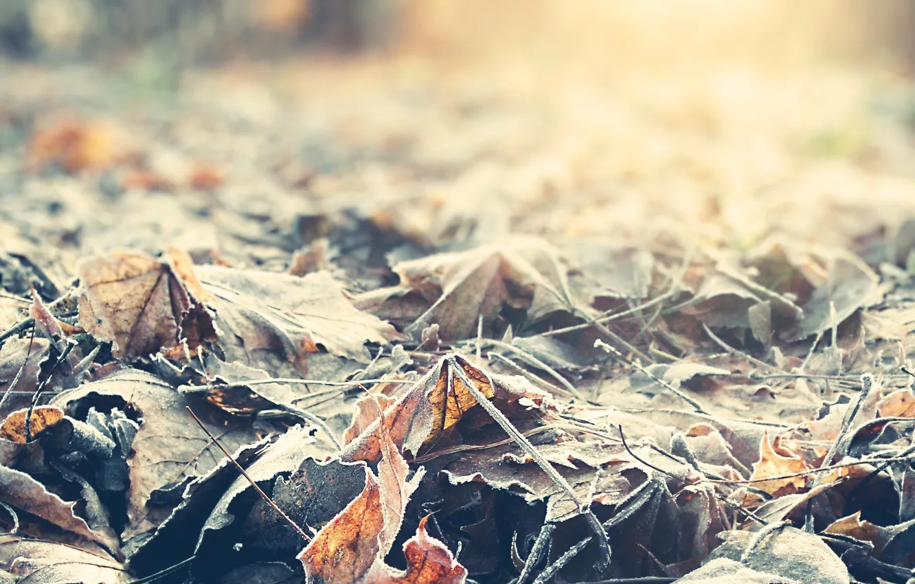 Photo wallpaper frost, autumn, leaves, the sun, macro, rays, light, photo