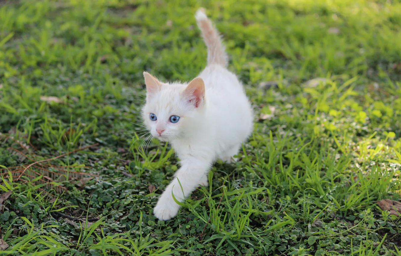 Photo wallpaper white, grass, kitty, blue-eyed