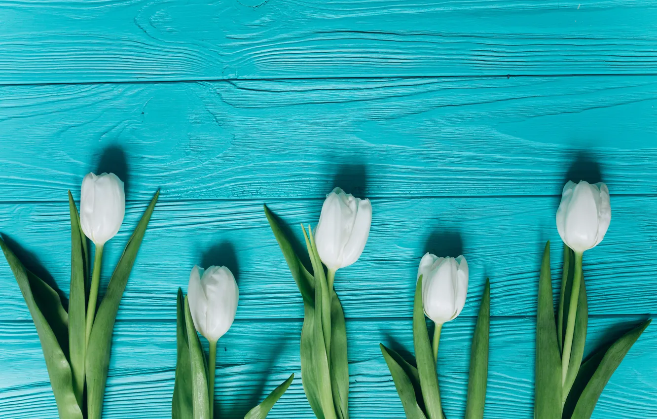 Photo wallpaper flowers, tulips, white, white, fresh, wood, blue, flowers