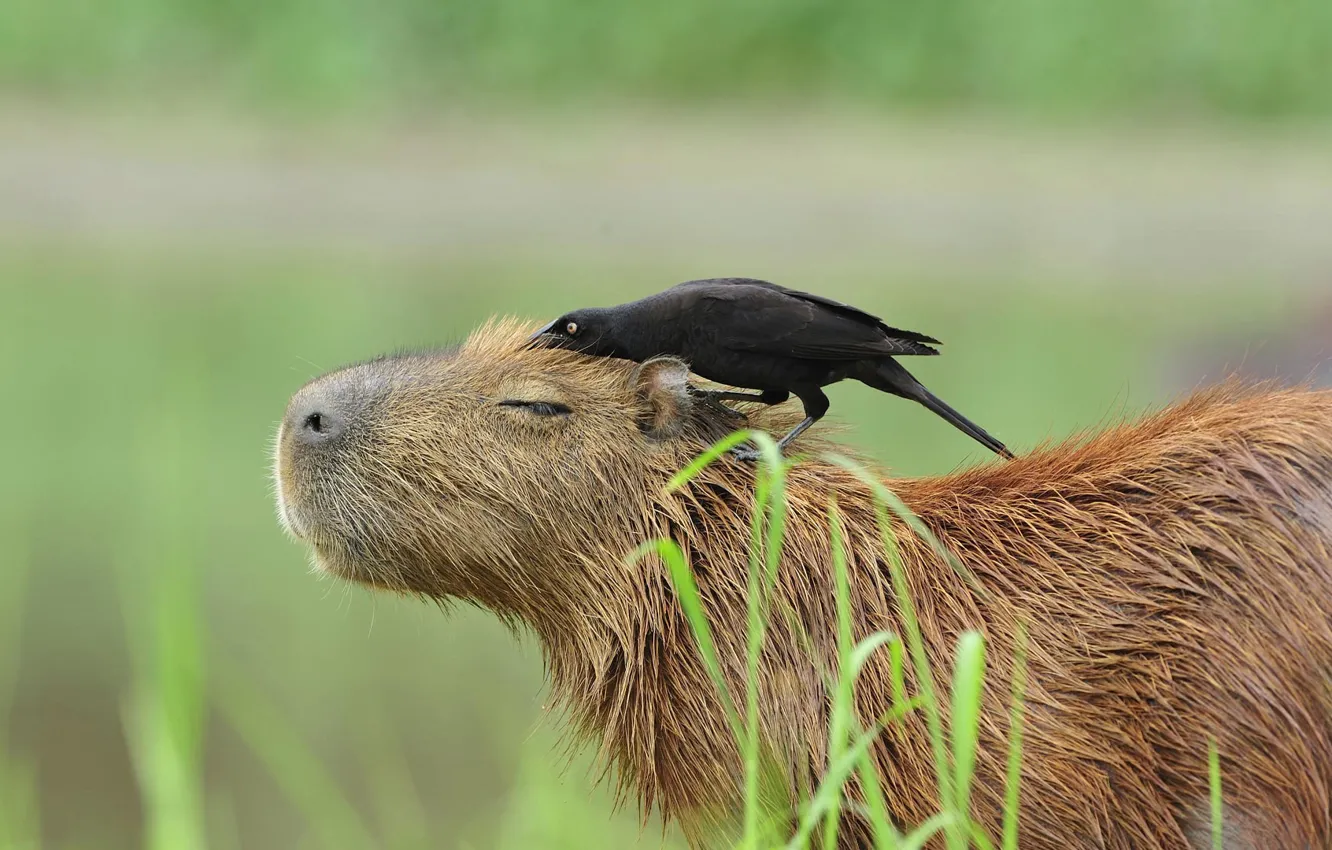 Photo wallpaper Brazil, the capybara, The Pantanal, a large ox-bird