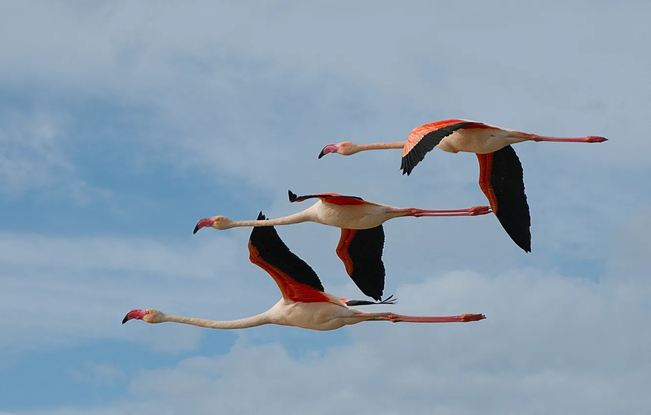 Photo wallpaper flight, bird, trio, Flamingo