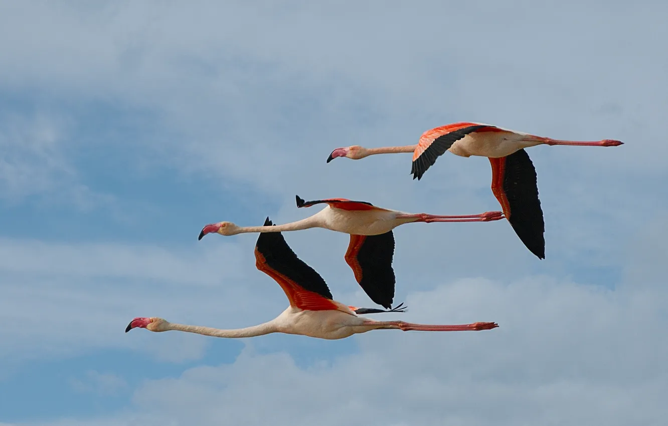 Photo wallpaper birds, flight, trio, Flamingo