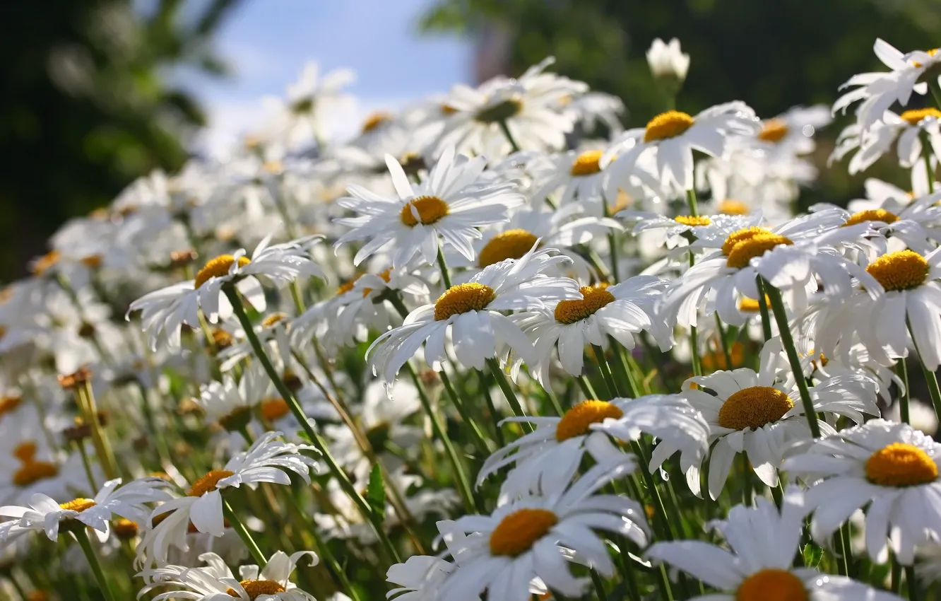 Photo wallpaper flowers, background, chamomile