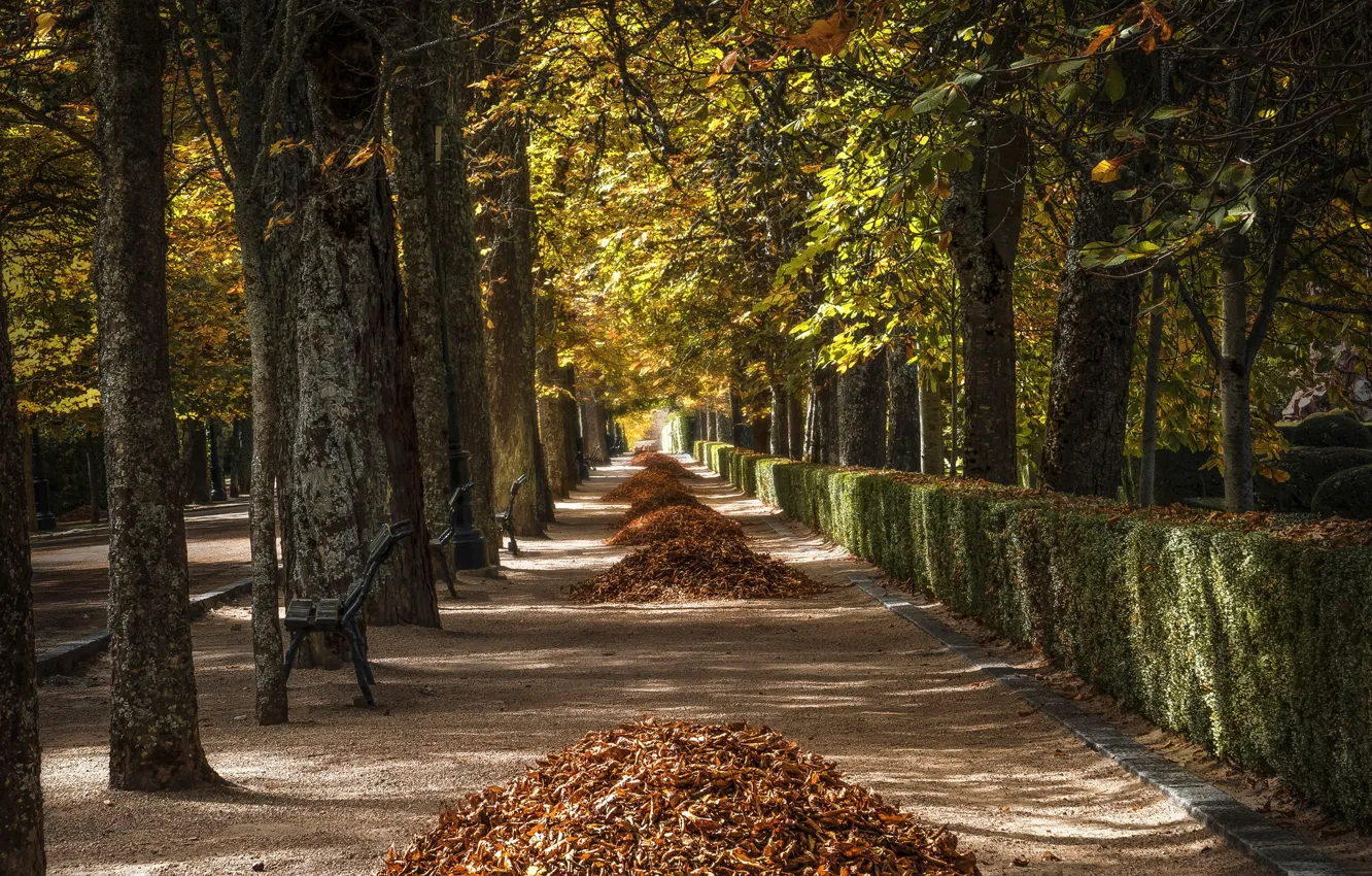 Photo wallpaper autumn, leaves, the city, street