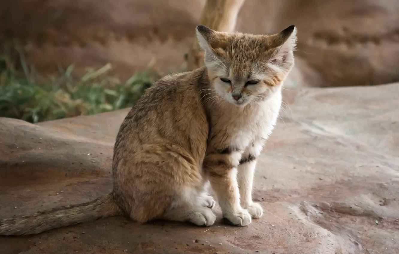 Photo wallpaper cat, stones, predator, sleeping, wild