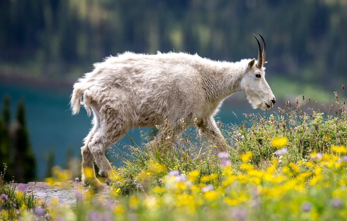 Photo wallpaper white, flowers, nature, shore, mountain, pond, goat, goat