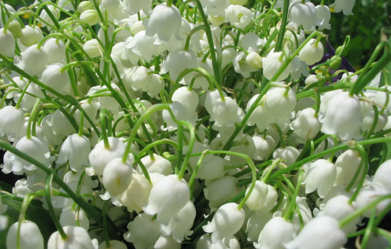 Photo wallpaper flowers, bouquet, spring, white, lilies of the valley