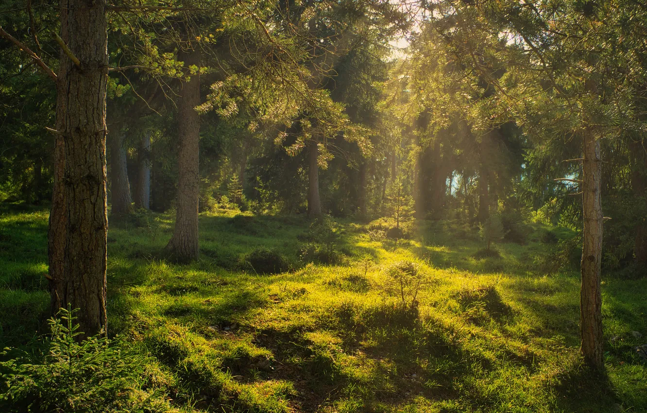Photo wallpaper greens, forest, grass, rays, light, branches, nature, glade