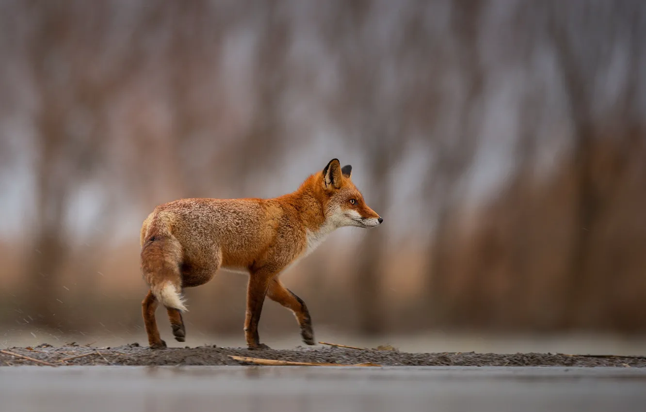 Photo wallpaper Fox, blurred background, the water