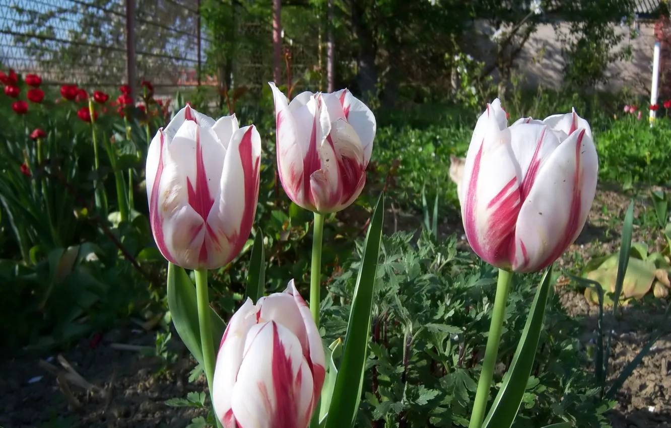 Photo wallpaper flowers, tulips, speckled, Meduzanol ©