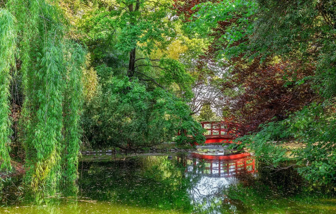 Photo wallpaper trees, bridge, lake, Park