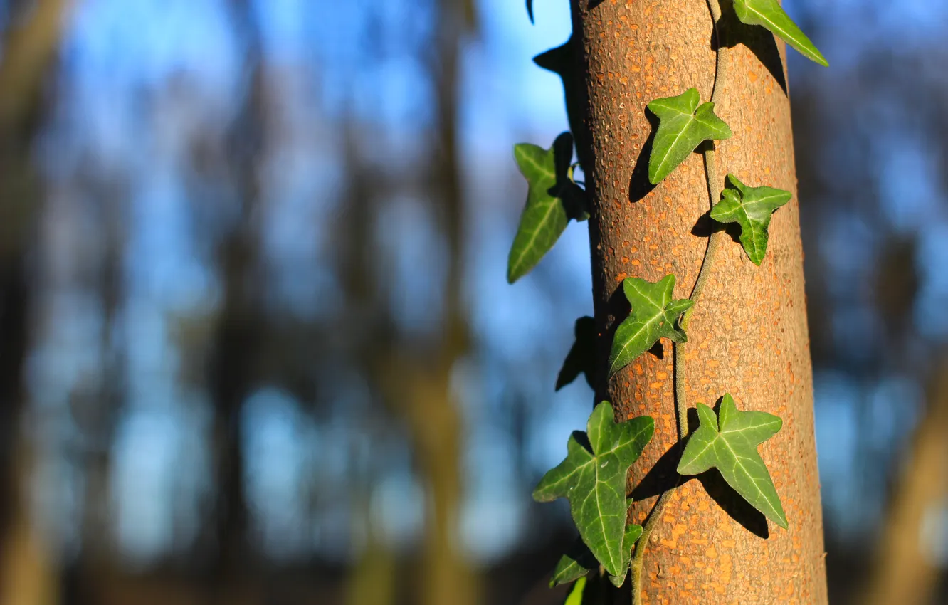 Photo wallpaper green, forest, tree, leaf, plant