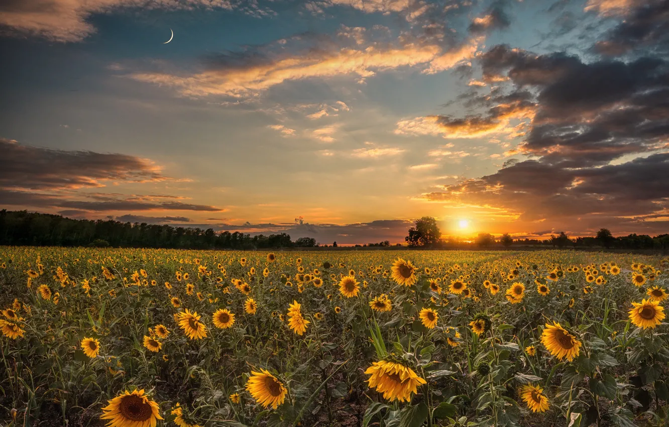 Photo wallpaper field, the sky, clouds, sunflowers, sunset
