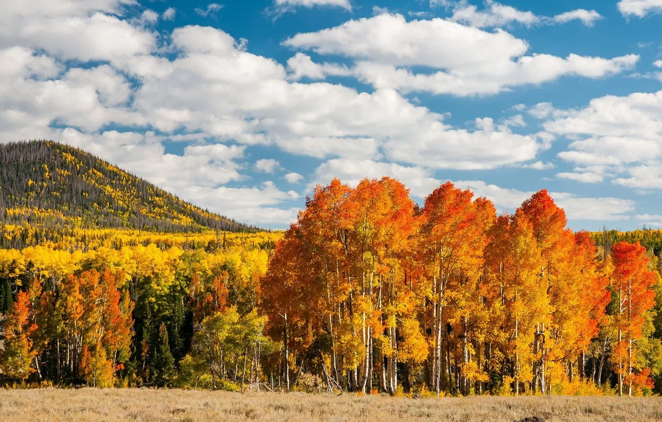 Photo wallpaper autumn, forest, the sky, clouds, trees, landscape, mountains, nature