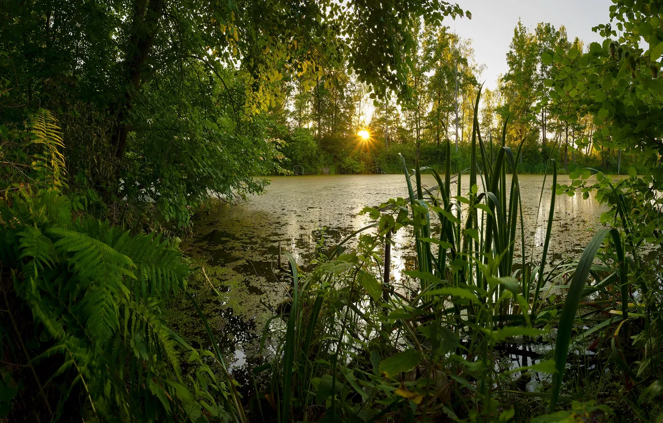 Photo wallpaper summer, the sun, trees, sunset, pond, reed