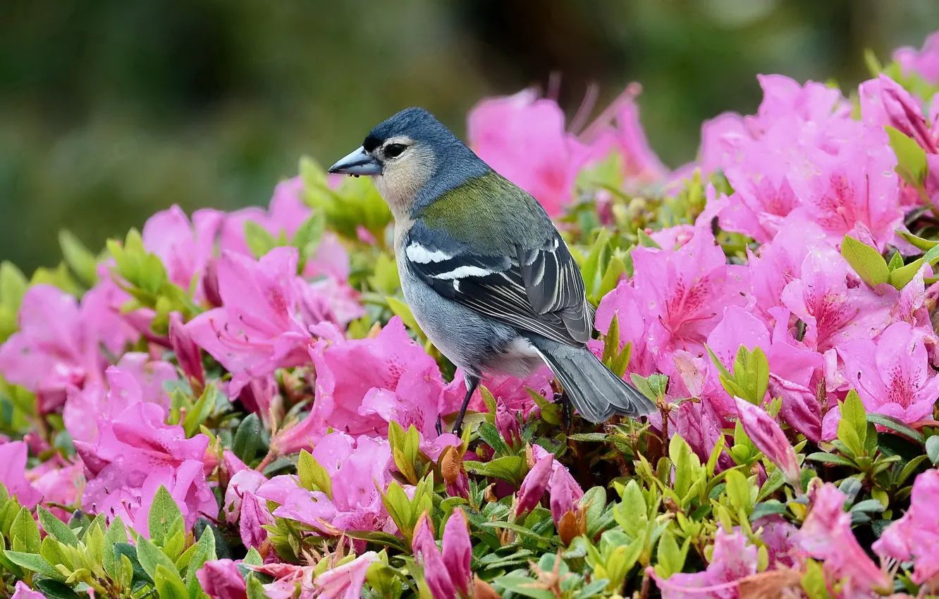 Photo wallpaper flowers, bird, rhododendrons