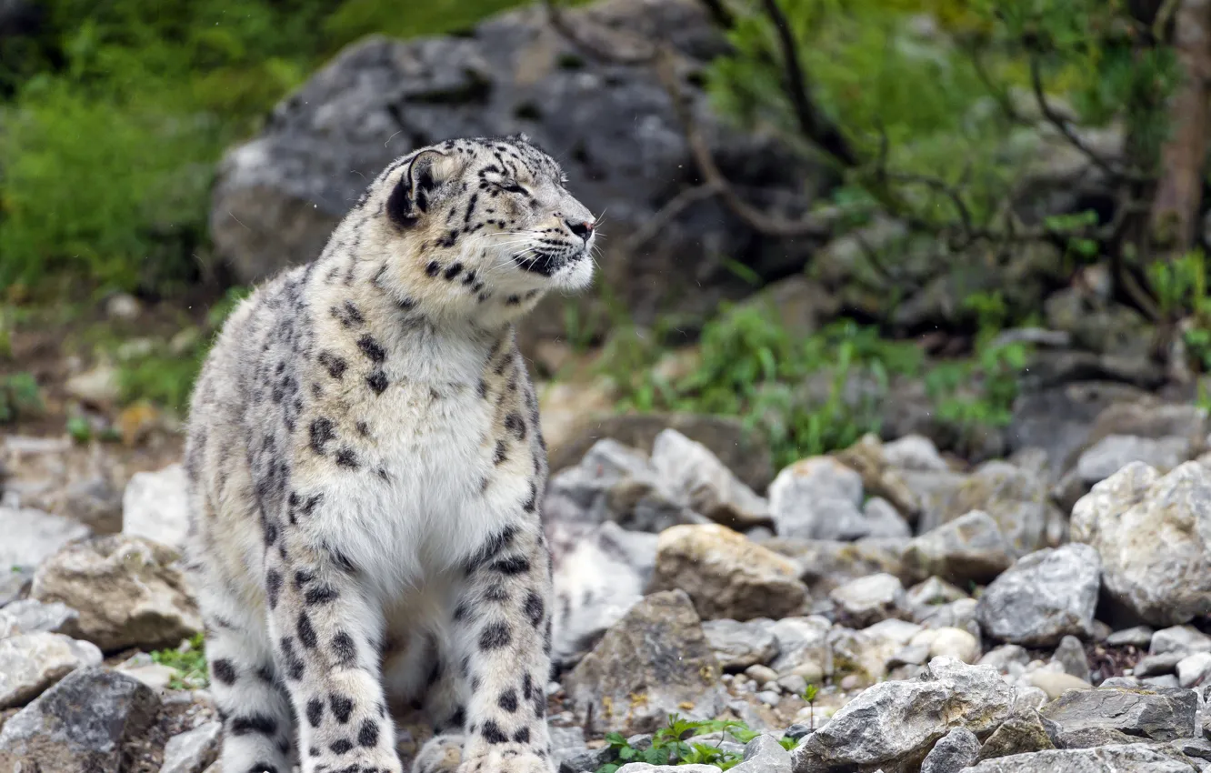 Photo wallpaper cat, stones, profile, IRBIS, snow leopard, ©Tambako The Jaguar