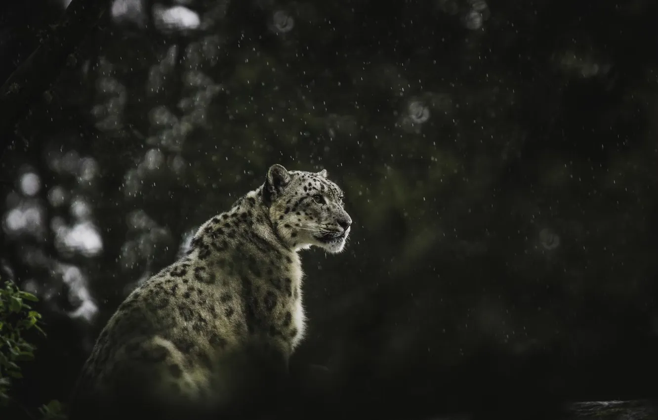Photo wallpaper nature, wildlife, big cat, Snowleopard in the rain