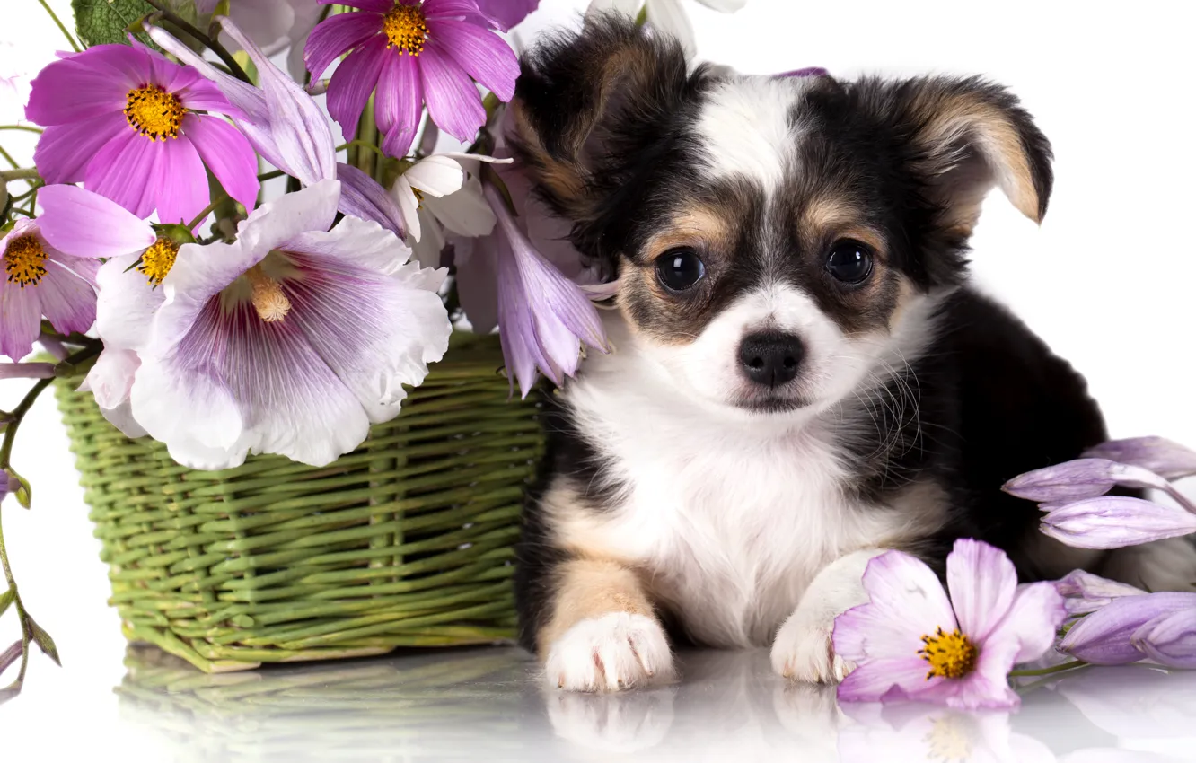 Photo wallpaper flowers, basket, dog, puppy, Chihuahua, kosmeya, mallow