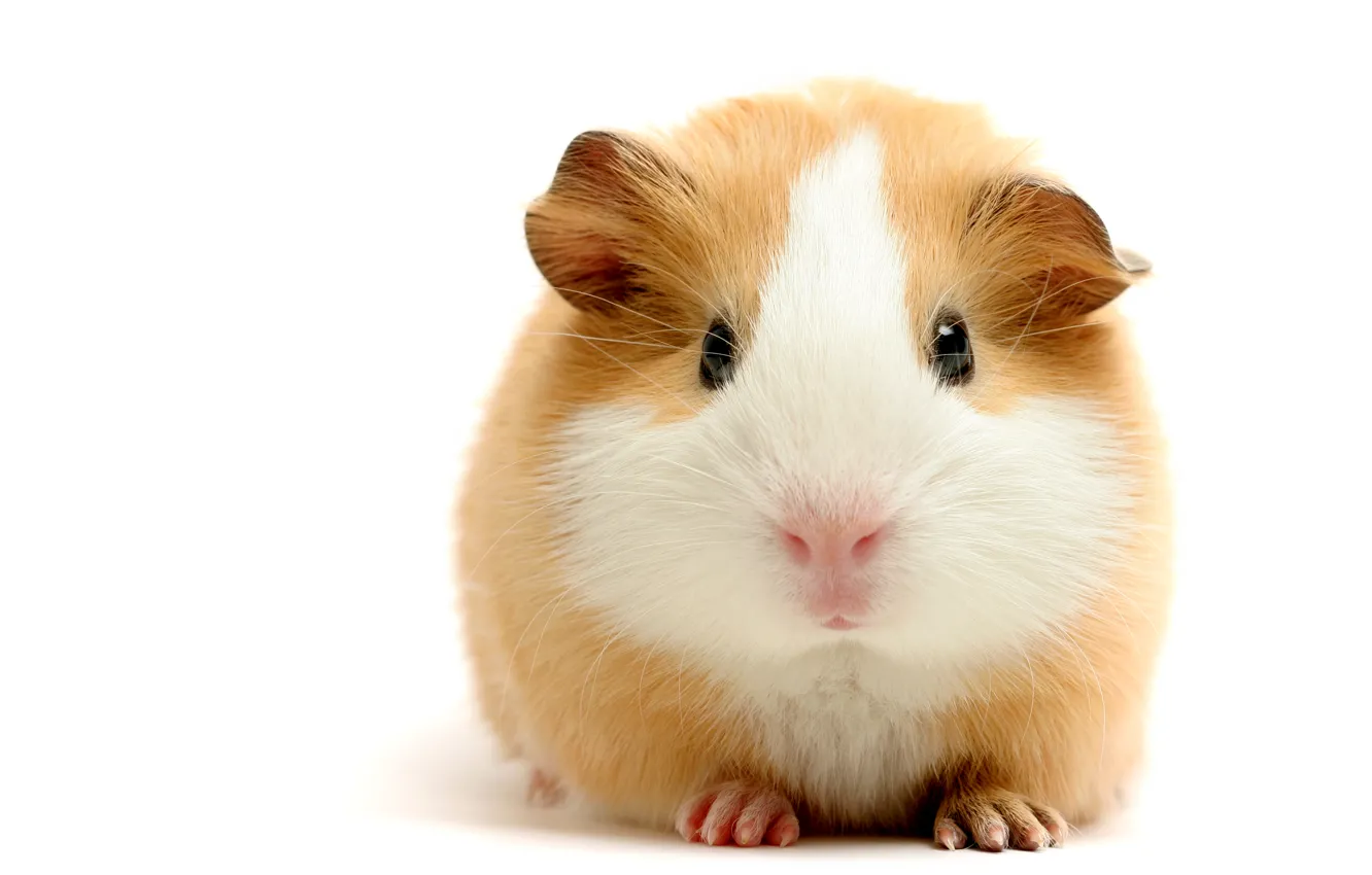 Photo wallpaper look, sea, pig