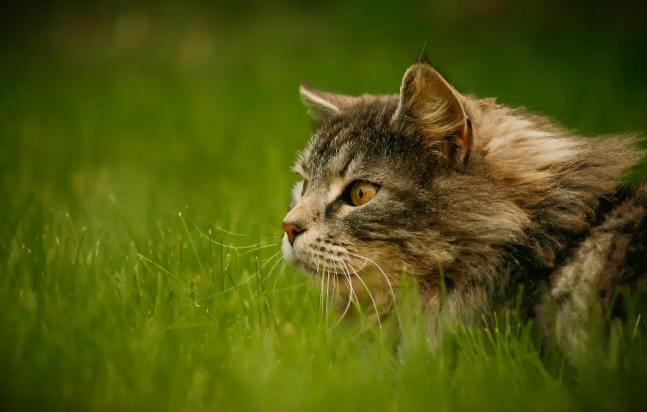 Photo wallpaper greens, grass, cat, look, grey, fluffy, attention
