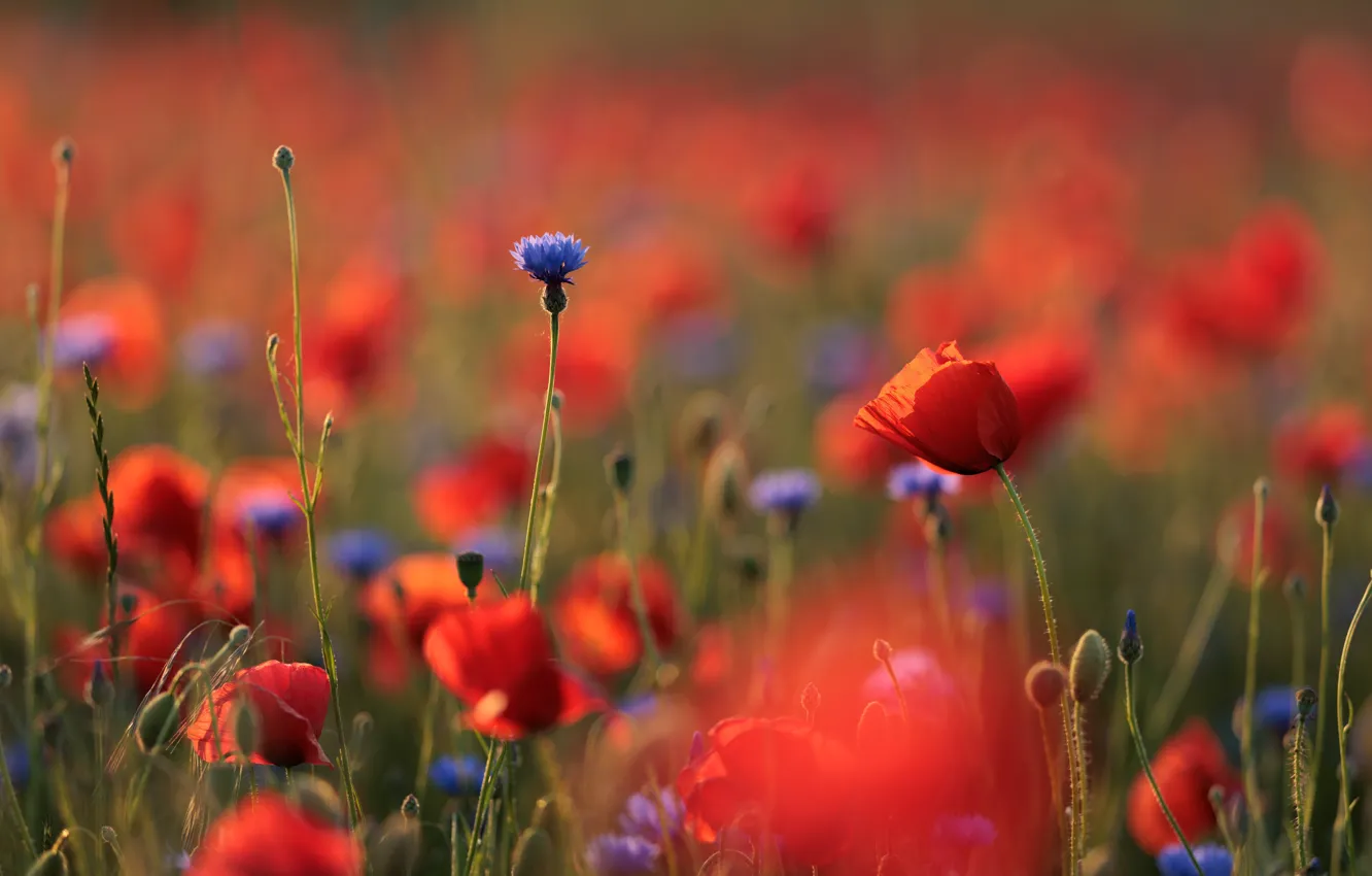 Photo wallpaper summer, light, flowers, blue, red, nature, Maki, bokeh