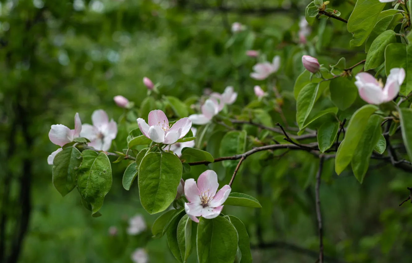 Photo wallpaper trees, flowers, branches, nature, garden, quince