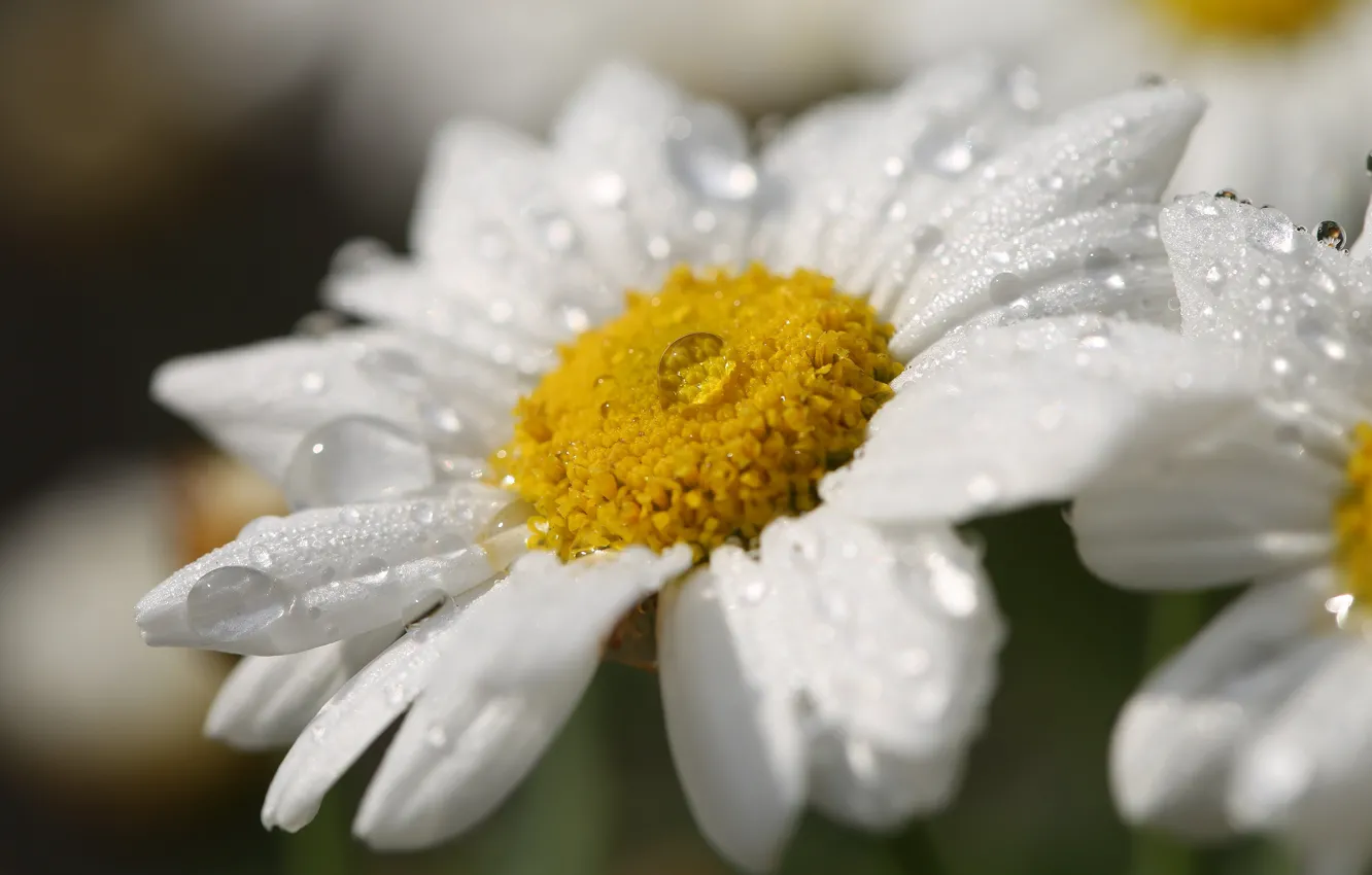 Photo wallpaper drops, macro, flowers, chamomile, white, leucanthemum